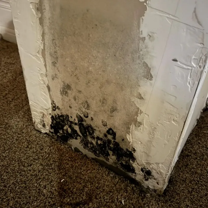 Professional Mold Removal in Nichols Hills, OK